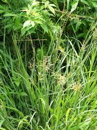 Image result for Capillipedium