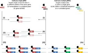 Applications Of Multiplex Genome Editing In Higher Plants Sciencedirect