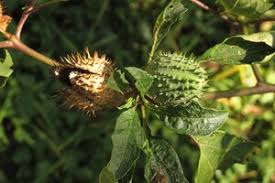 Image result for Datura stramonium