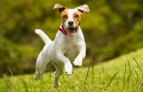 Maybe you would like to learn more about one of these? Services Vet In Littleton Canyon View Animal Hospital