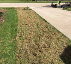 Take a rake and vigorously scrape areas of the lawn. Home And Garden Lawn Dethatching Services Power Raking Services