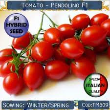 Image result for tomato Piccadilly
