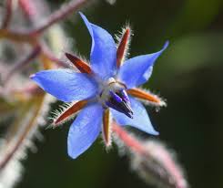 Image result for Borago