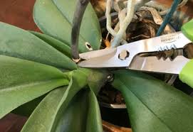 We did not find results for: What To Do With Orchids After Blooming 3 Easy Options