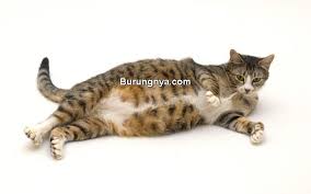 Kucing yang sehat dan bugar tentunya menjadi impian para pemilik perlu kamu ketahui, pemberian gizi untuk kucing sangat penting. 15 Makanan Kucing Hamil Yang Bagus Dan Mereknya Burungnya Com