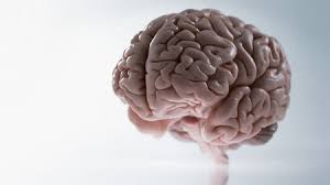 Image result for brain
