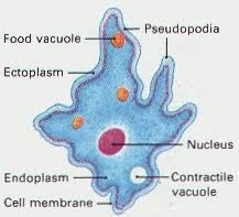Hs Cells Life Science Middle School Protists Human Body Unit