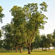 Image result for Carya illinoinensis