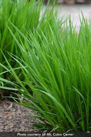 Image result for Scleria gracillima