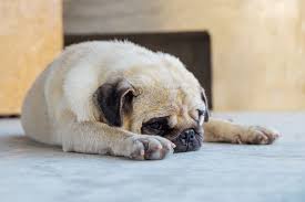 In a senior that starts vomiting, your first thought might be stomach cancer in dogs. Causes Of Stomach Swelling In Dogs