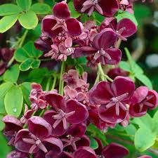 Maybe you would like to learn more about one of these? Buy Akebia Quinata J Parker Dutch Bulbs