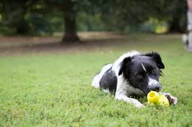 Maybe you would like to learn more about one of these? What Do I Do If My Dog Gets Skunked Barkpost