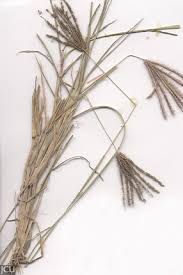 Image result for Chloris roxburghiana