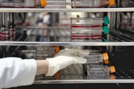 Check spelling or type a new query. The Woman Researcher Open And Pick Up Cell Culture Flask In The Incubator Cabinet Cell Culture Refers To The Removal Of Cells From An Animal Or Plant And Their Subsequent Growth In