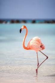 Get it as soon as fri, jul 2. Flamingo Foto Bild Tiere Pink Natur Bilder Auf Fotocommunity