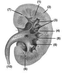 Ureter And Renal Pelvis Anatomy And Histology