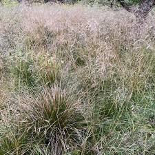 Image result for Deschampsia cespitosa