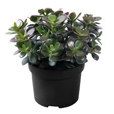 We did not find results for: Landscape Basics 6 Inch Jade Crassula Succulent Plant The Home Depot Canada