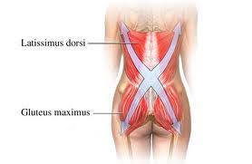 Cheat rows are brilliant for developing strength and have great carry over to strict rows! Gluteus Maximus Brent Brookbush Muscles In Your Body Lower Back Muscles Muscle