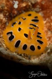 Image result for Polhillides velutina