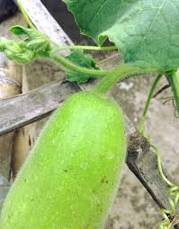 یہ سستا سا آئٹم اپنے گارڈن میں استعمال کریں اور مزے اڑائیں۔alum for gardening , best gardening tips🔵. Grow Ash Gourd Vegetable In Containers Petha Kaddu Ash Gourd In Hindi