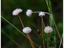 Image result for Syngonanthus