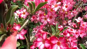 Image result for Synadenium pereskiifolium