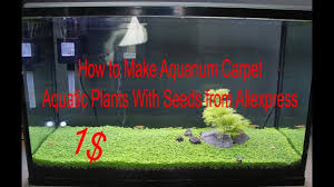 How To Make Aquarium Carpet Aquatic Plants With Seeds From Aliexpress Aquatic Plants Aquarium Fertilizer For Plants