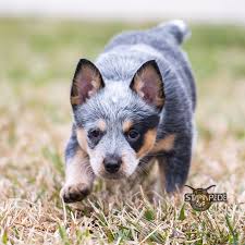 Australian Cattle Dog Blue Heeler Puppy Dogs Austrailian Cattle Dog Heeler Puppies Aussie Cattle Dog