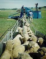 Image result for dip vat