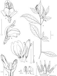 Image result for Isoglossa pawekiae