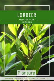 Lorbeer So Gelingt Der Anbau Im Eigenen Garten Plantura Garten Anbau Bepflanzung