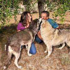 Adopt a pet from pets without partners. Lessons On Marriage And Life From The Wolf Dogs The New York Times