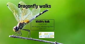 Dragonfly exploration