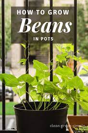 It's never worth starting before late spring if sowing outdoors. How To Grow Beans In Pots 7 Tips For A Bountiful Harvest Clean Green Simple