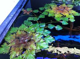 Image result for Trapa