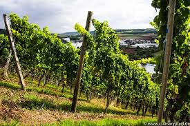 Weingut Schmitts Kinder Culinary Pixel Weingut Wein Landschaft