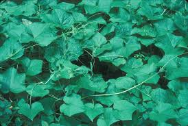 Image result for Sicyos