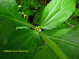 Image result for Synedrella nodiflora