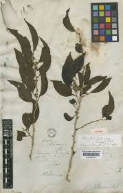 Image result for Dovyalis spinosissima