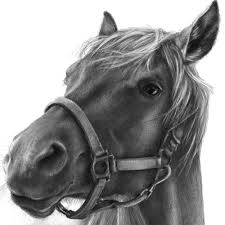 If you love horses this tutorial is just for you. I Love Pencil Sketches Of Horses Horse Drawings Horse Drawing Horses