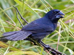 Blue-black Grosbeak