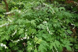 Image result for Dicentra spectabilis alba
