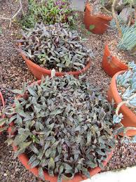 Image result for Ledebouria cordifolia