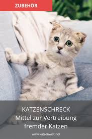 Pin Auf Katzen Die Welt Der Samtpfoten