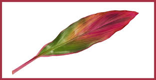 These colorful, tropical ti plants make a beautiful addition as house plants. Hawaiian Ti Plant Care Hacks Tips