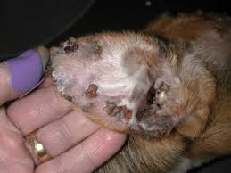 Image result for mold in the ear dog