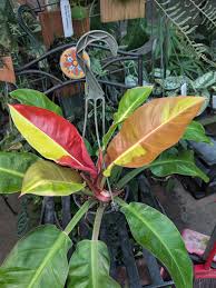 Image result for Filodendron Philodendron