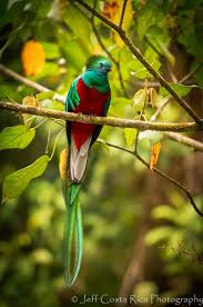 Resplendent Quetzal 3 Pet Birds Beautiful Birds Animals Beautiful