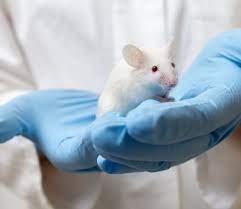 Check spelling or type a new query. Are Animal Models Useful In Huntington S To Study Stem Cell Therapy